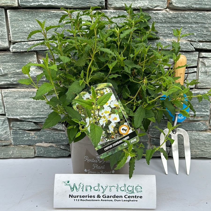 CISTUS CORBARIENSIS - Shrubs - Windyridge Garden Centre