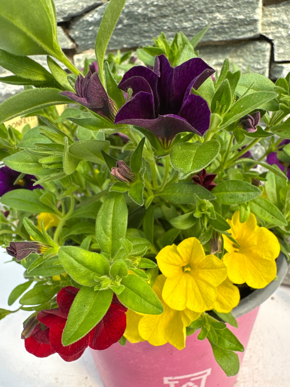 Confetti Mixed - Bedding - Windyridge Garden Centre