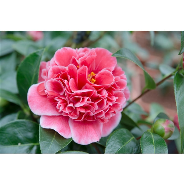 Camellia-wil.-Volunteer-Flower-1