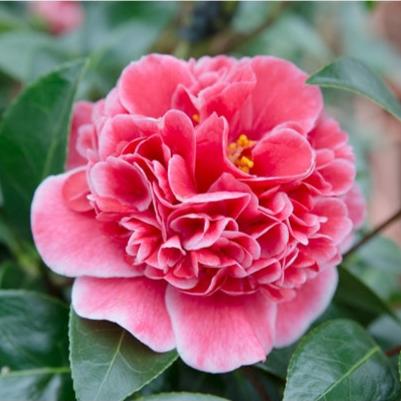 Camellia-wil.-Volunteer-Flower-1