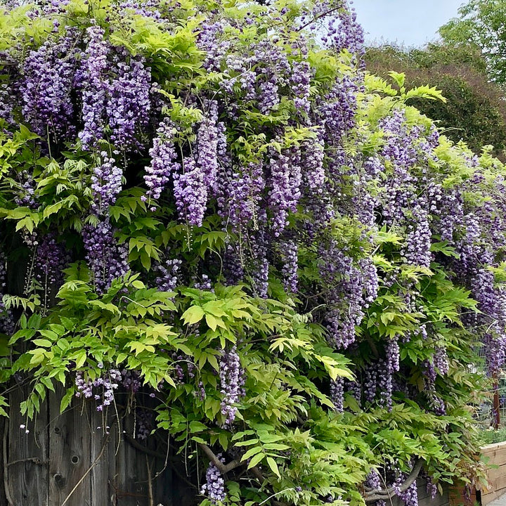 Wisteria-sinensis-Prolific-Planted