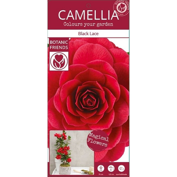 Camellia jap. Black Lace