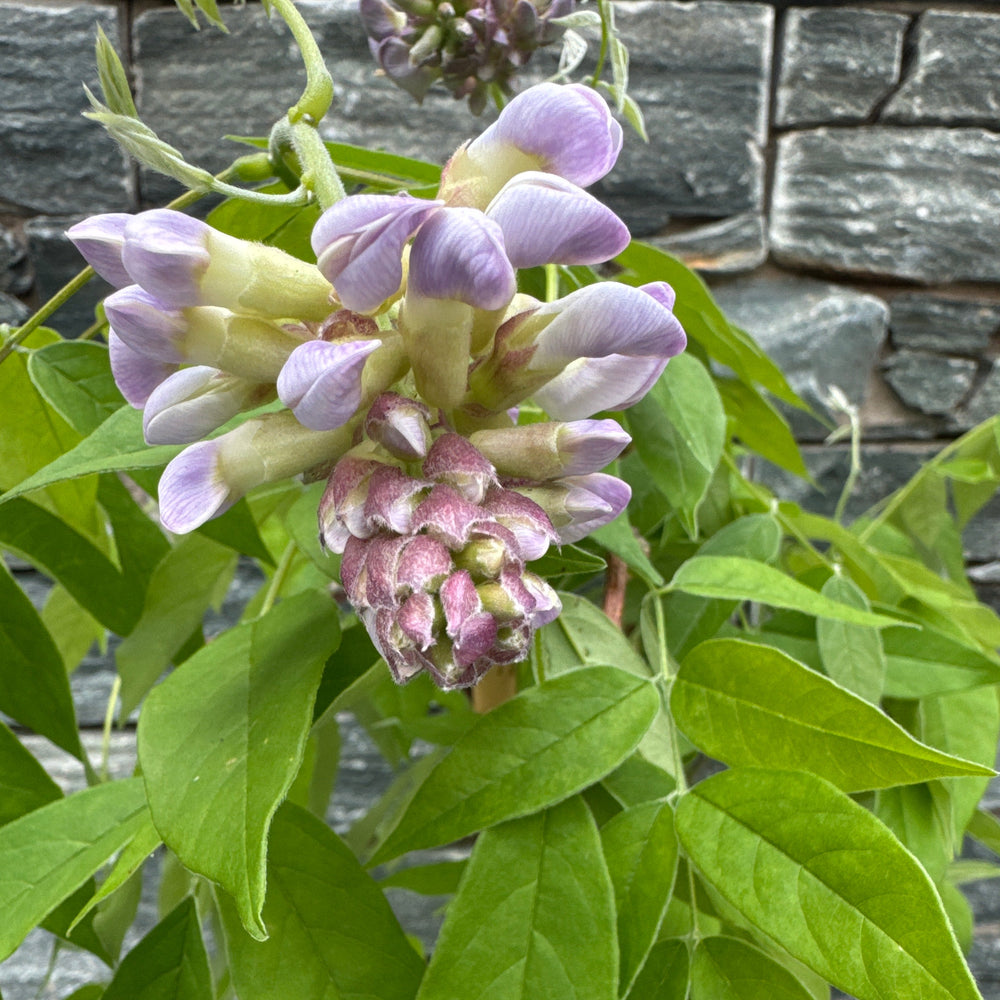 Wisteria Frutes. Amethyst Falls Pot 19 Cm - Climbers - Windyridge Garden Centre