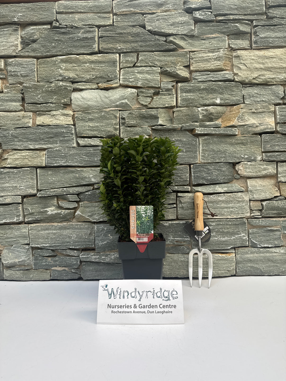 Euonymus jap. Green Spire  2L, square pot