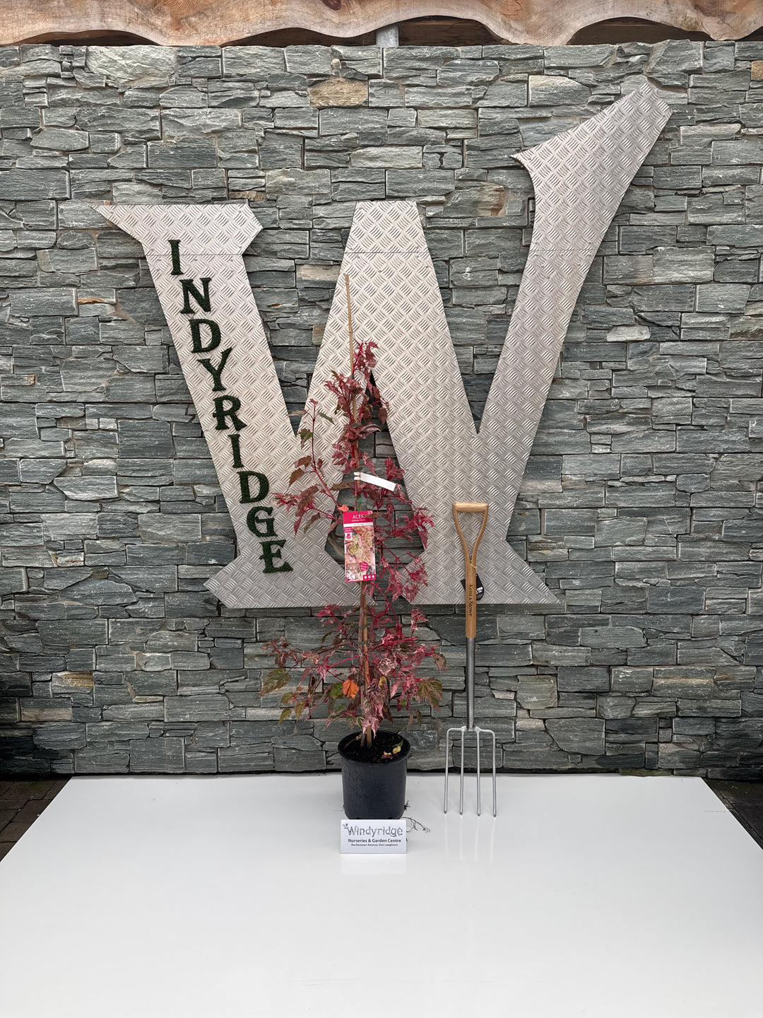 ACER CONSPICUUM RED FLAMINGO 1/2 Standard 10ltr Pot