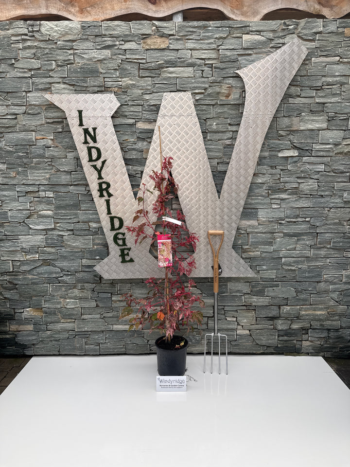 ACER CONSPICUUM RED FLAMINGO 1/2 Standard 10ltr Pot