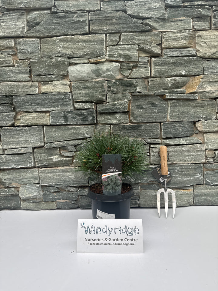 Pinus sylvestris Chantry Blue   25-30 CM C3