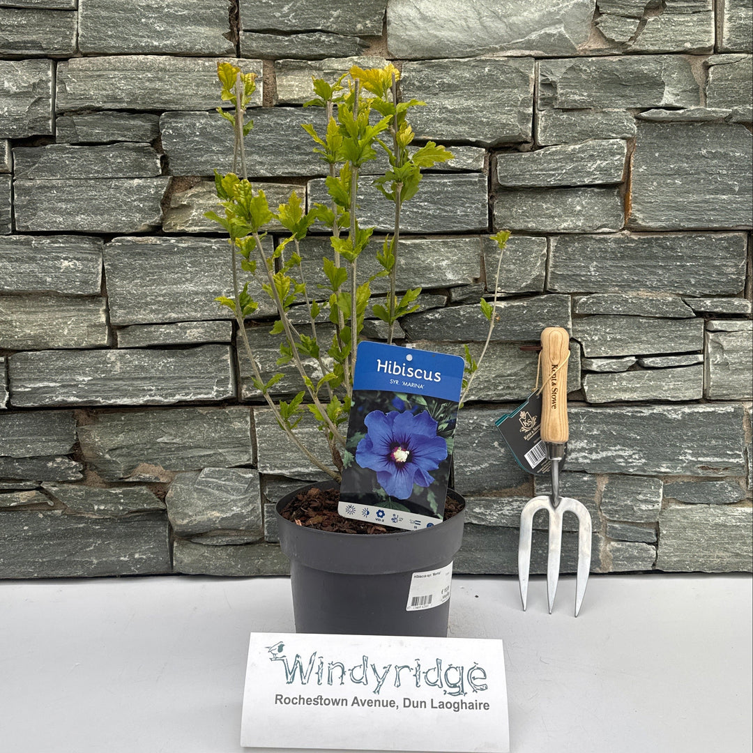 Hibiscus Syr. Marina / 3 Ltr Pot - Shrubs - Windyridge Garden Centre