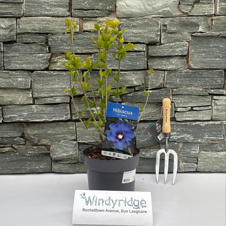 Hibiscus Syr. Marina / 3 Ltr Pot - Shrubs - Windyridge Garden Centre