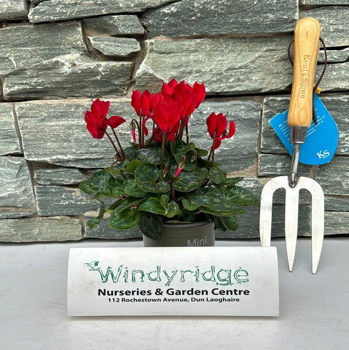 Cyclamen Midi Red 10.5cm