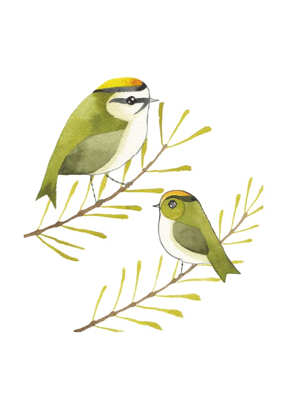 Our Garden Birds