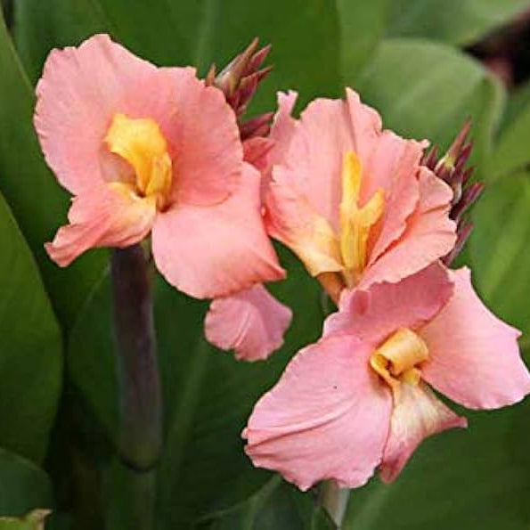 Canna Salmon Beauty 2 - Bulbs - Windyridge Garden Centre