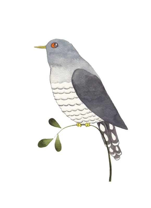 Our Garden Birds