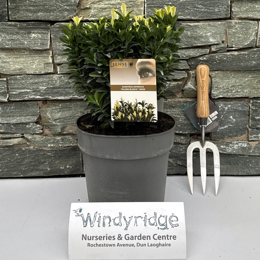 Euonymus jap. Paloma Blanca