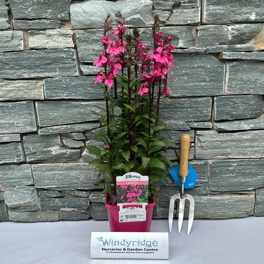 Lobelia Starship Rose 2Ltr Pot - Herbaceous - Windyridge Garden Centre