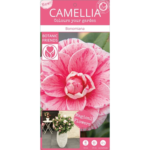 Camellia jap. Bonomiana