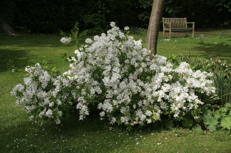 Exochorda-macrantha-The-Bride-Planted