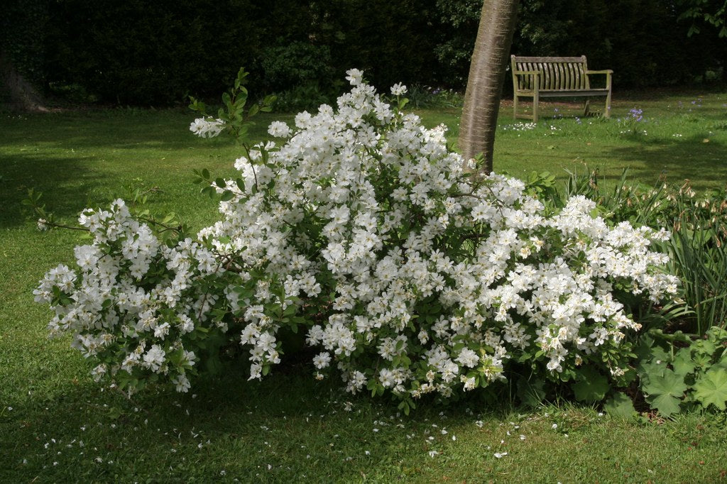 Exochorda-macrantha-The-Bride-Planted