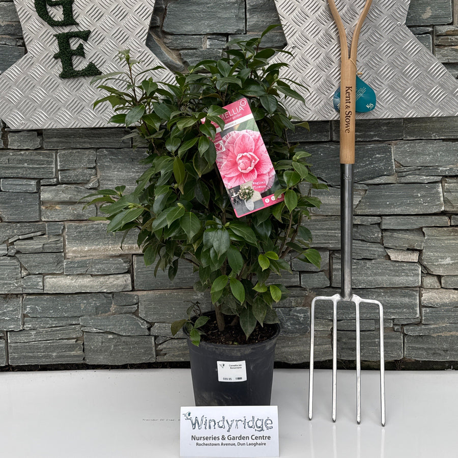 Camellia jap. Bonomiana 6.5tr pot