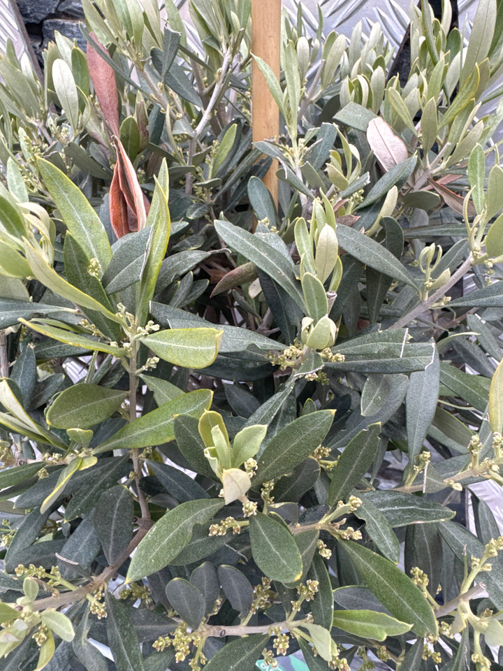 Olea europaea P27 90/STD-35-40-HEAD