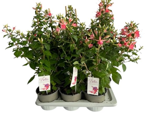 Fuchsia Walz Jubelteen
