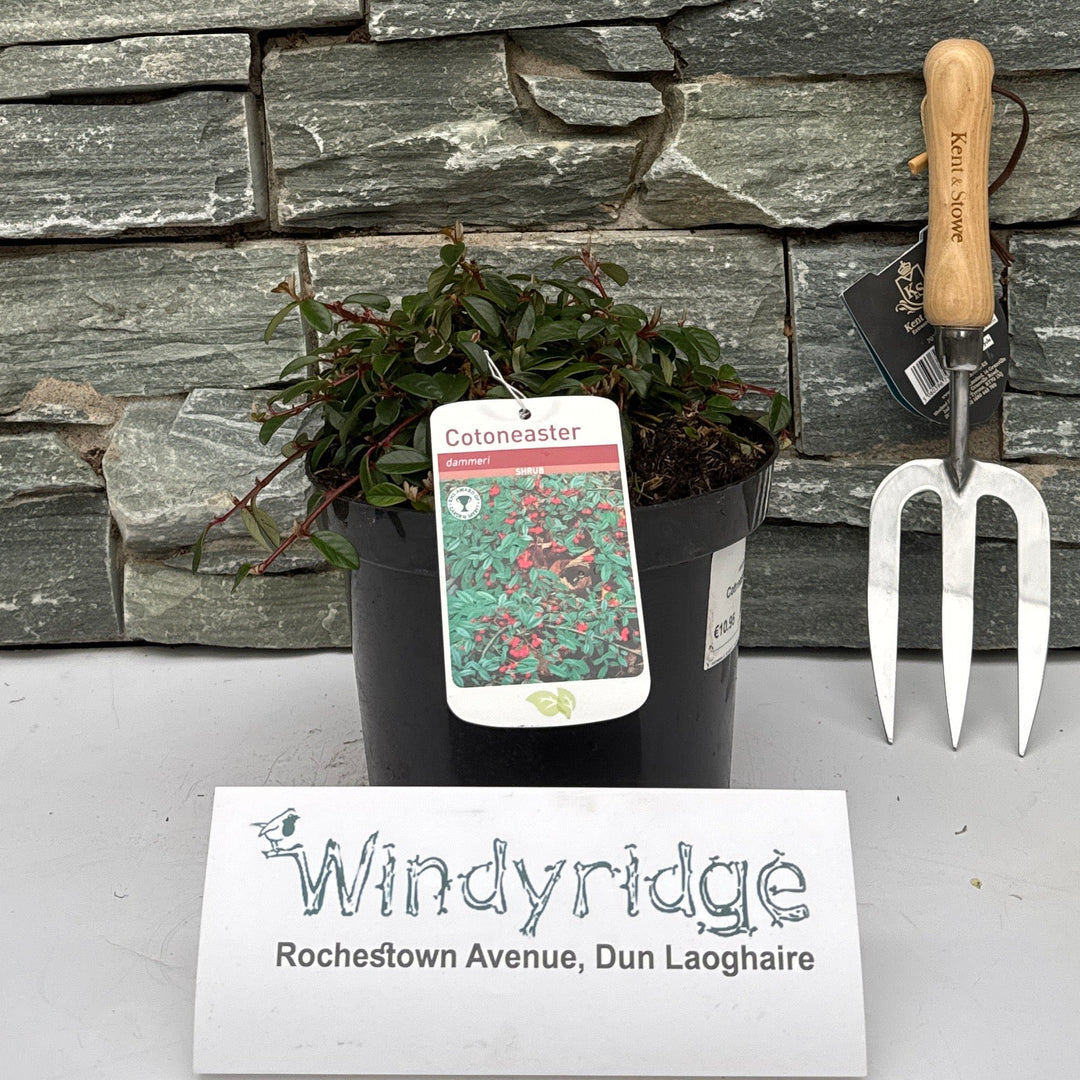 Cotoneaster Dammerii - Shrubs - Windyridge Garden Centre