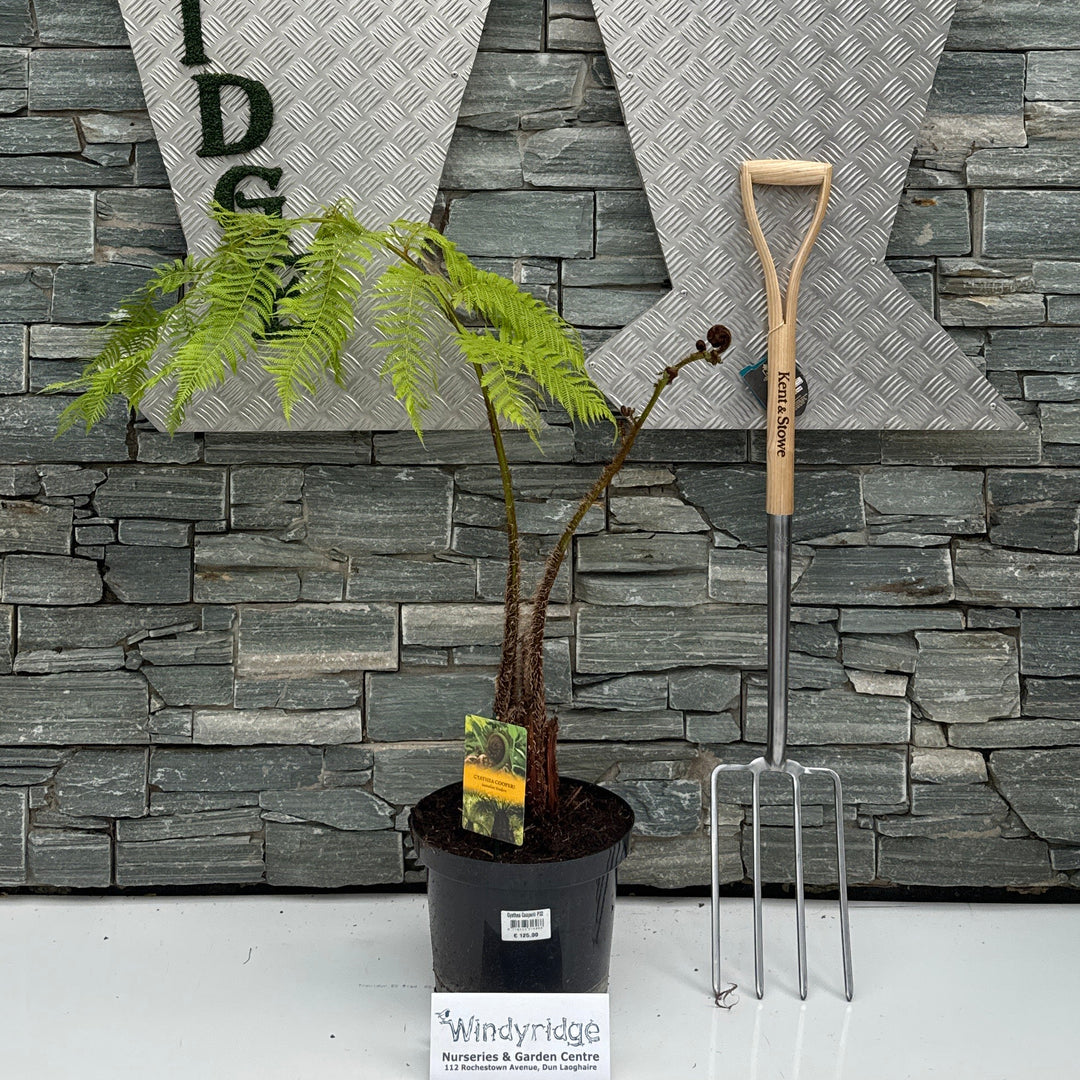 Cyathea Cooperii P32
