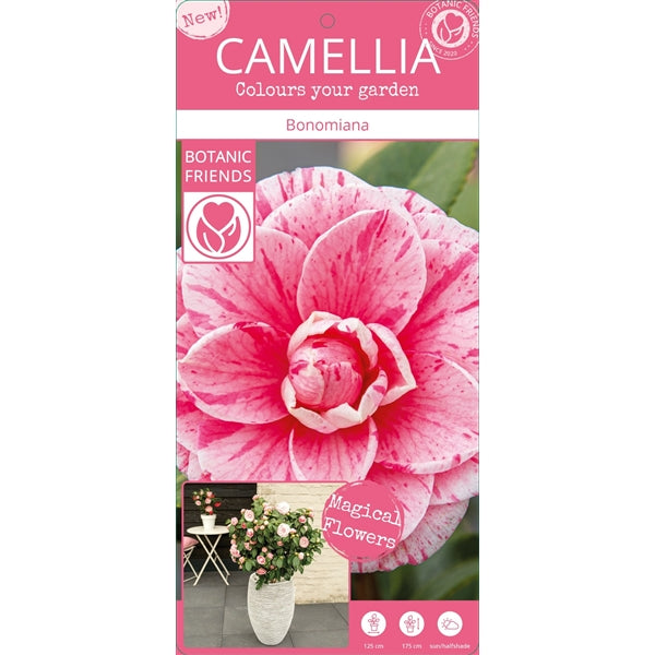 Camellia jap. Bonomiana