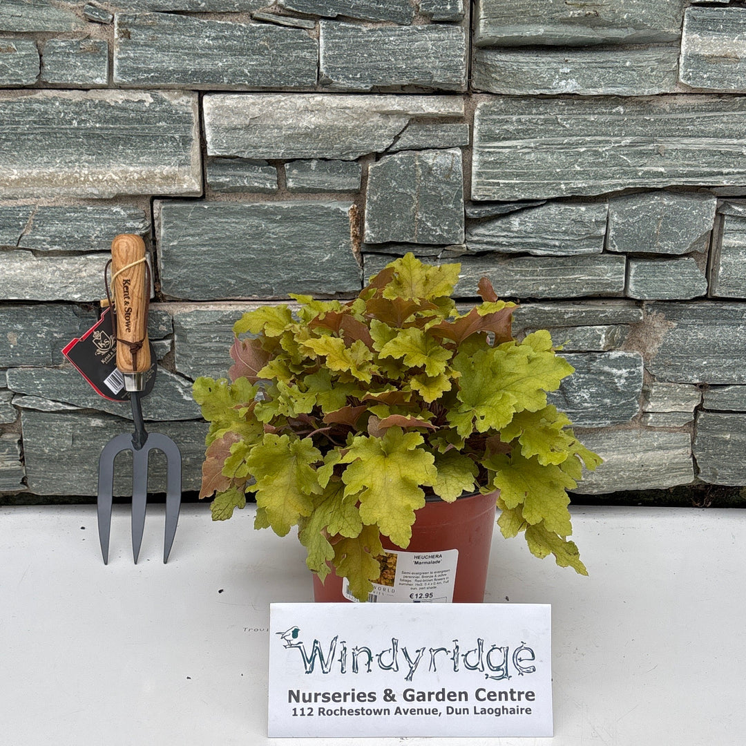 HEUCHERA Marmalade
