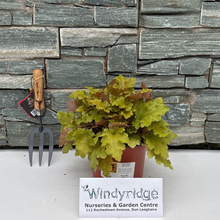 HEUCHERA Marmalade