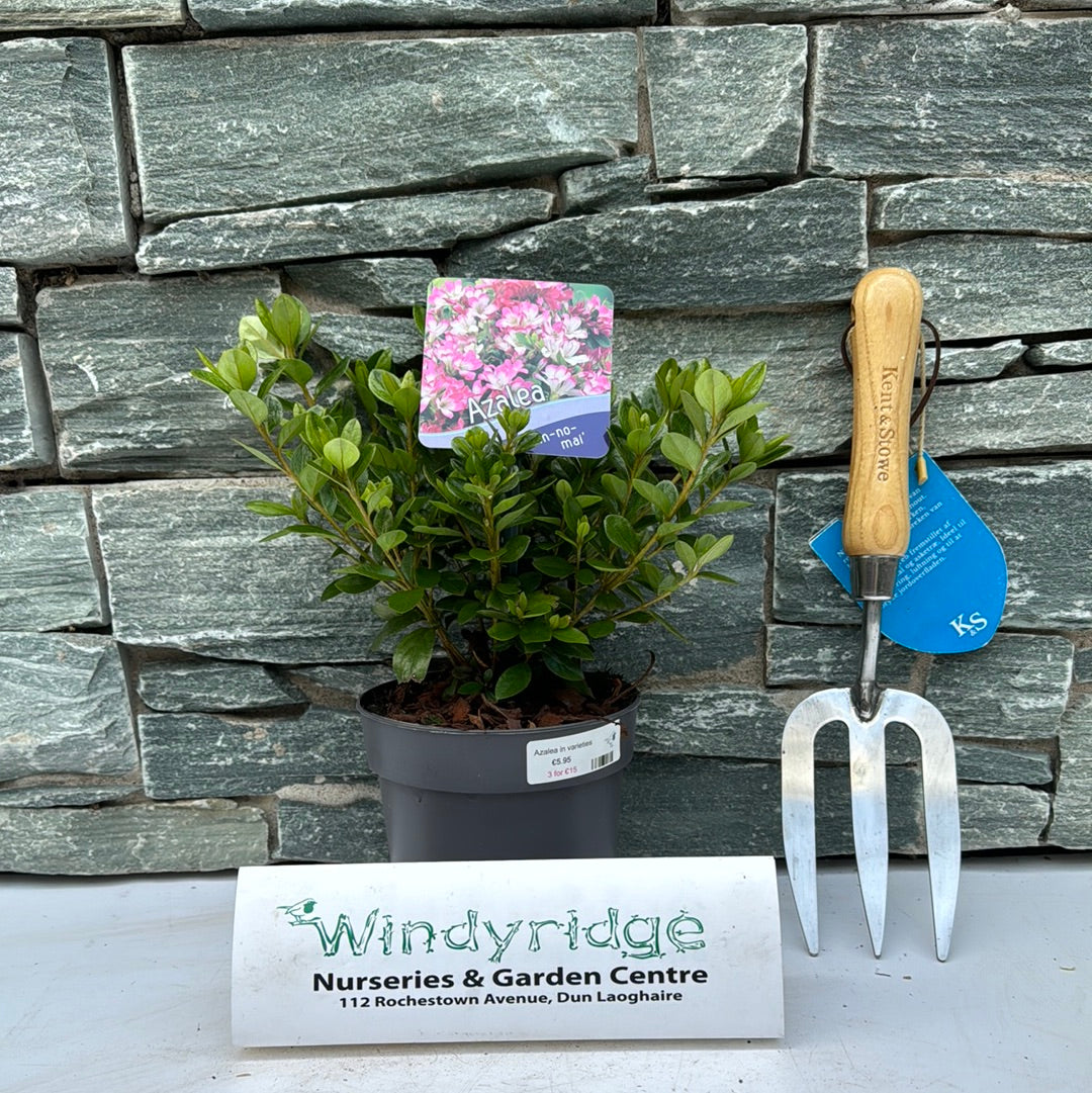 Azalea In Varieties 15-20Cm - Bedding - Windyridge Garden Centre