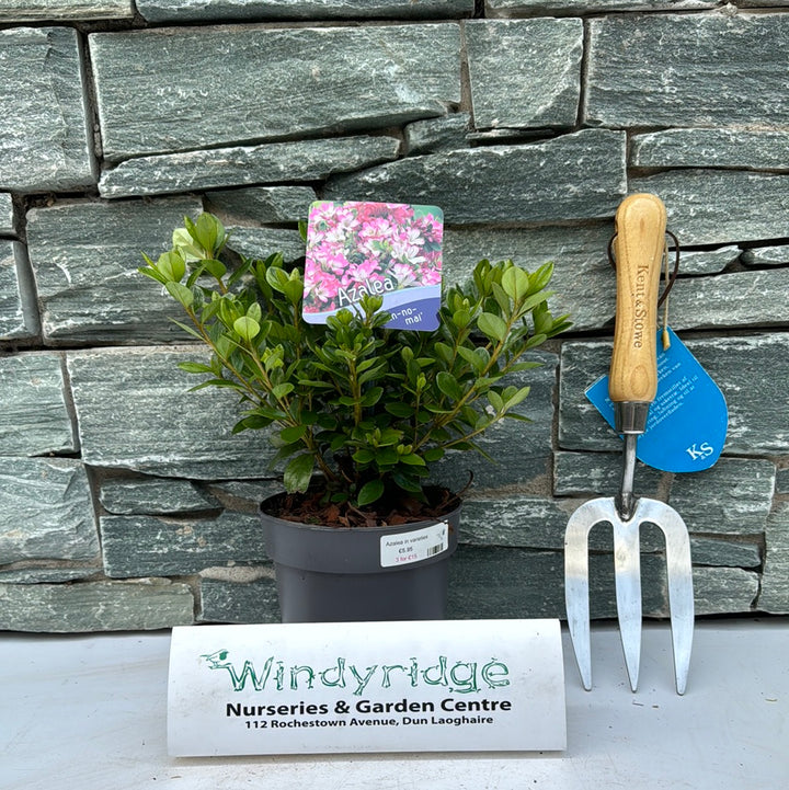 Azalea In Varieties 15-20Cm - Bedding - Windyridge Garden Centre