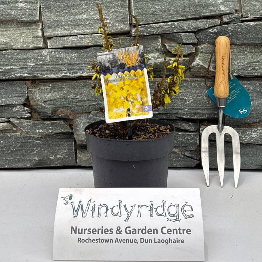Forsythia Int. Nimbus  2 Ltr Pot - Shrubs - Windyridge Garden Centre