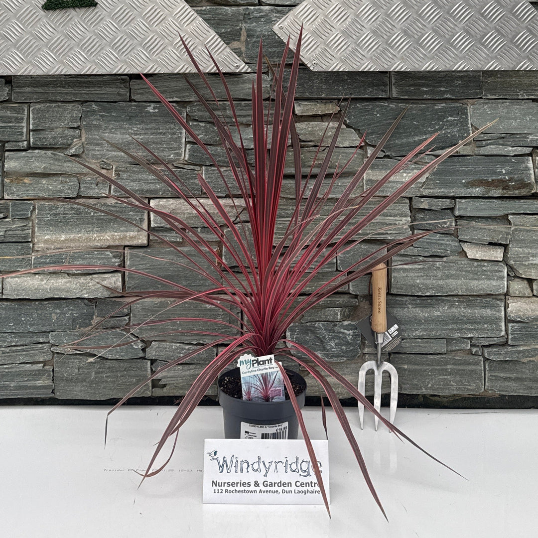 Cordyline  Charlie Boy