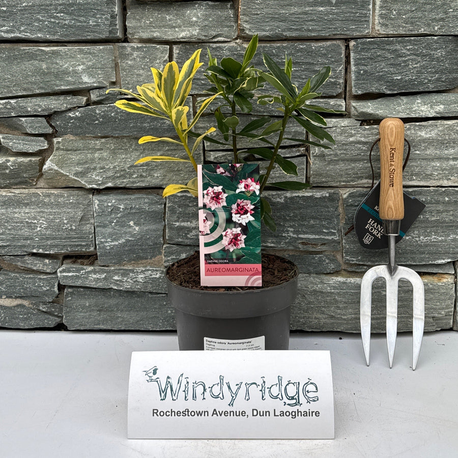 Daphne Odora 'Aureomarginata' 2 Ltr Pot - Shrubs - Windyridge Garden Centre
