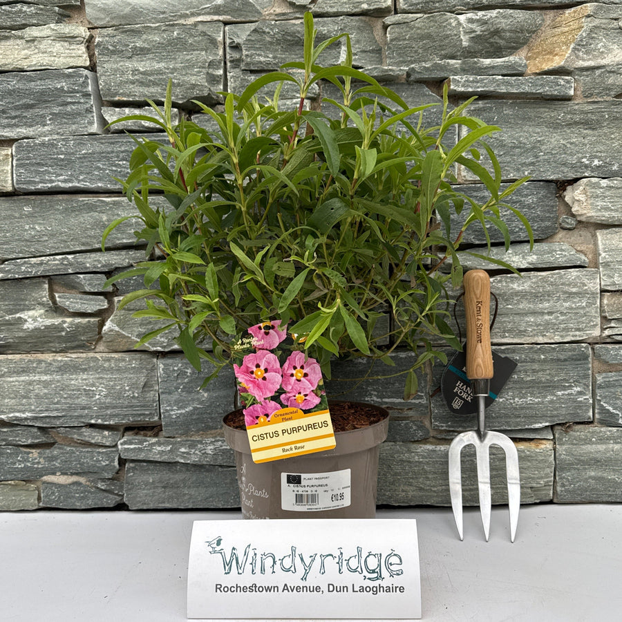 CISTUS PURPUREUS - Shrubs - Windyridge Garden Centre