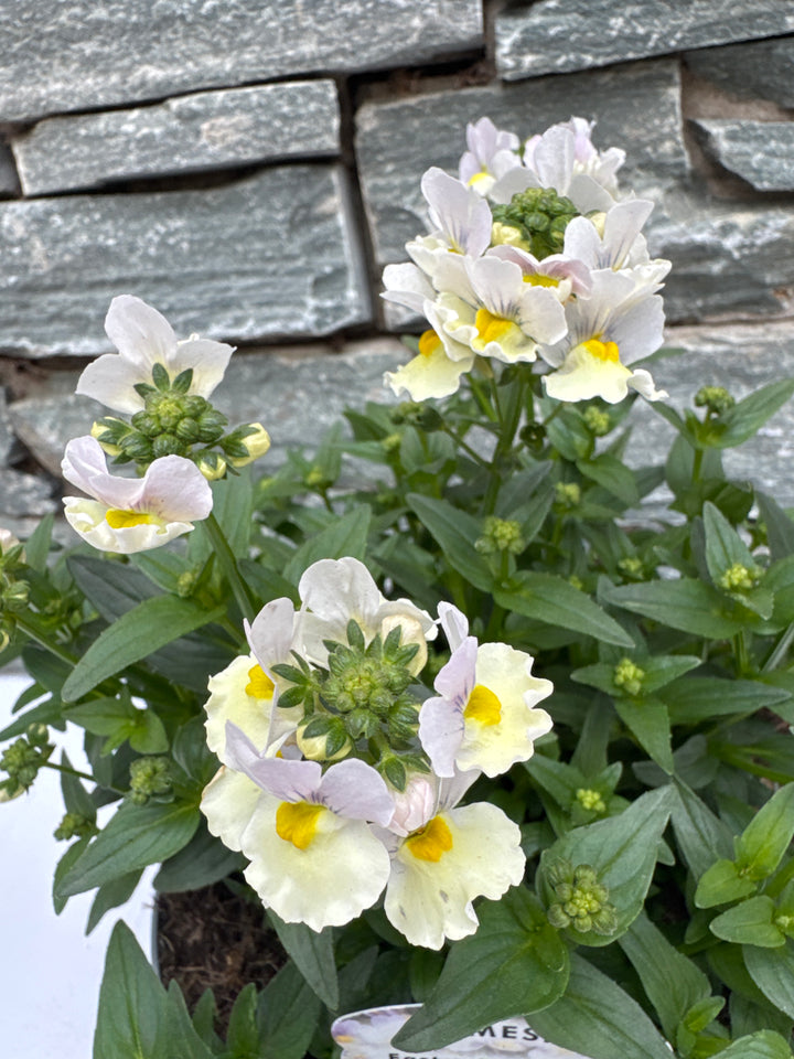 Nemesia Easter Bonnet