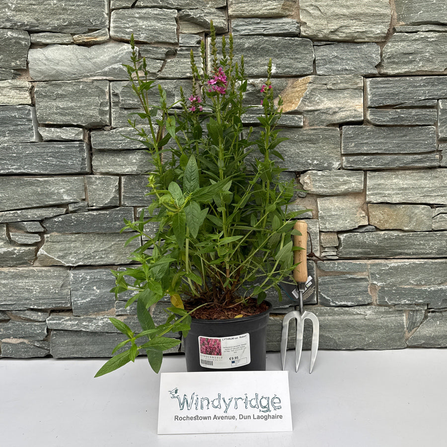 Lythrum Sal. Robert - Herbaceous - Windyridge Garden Centre