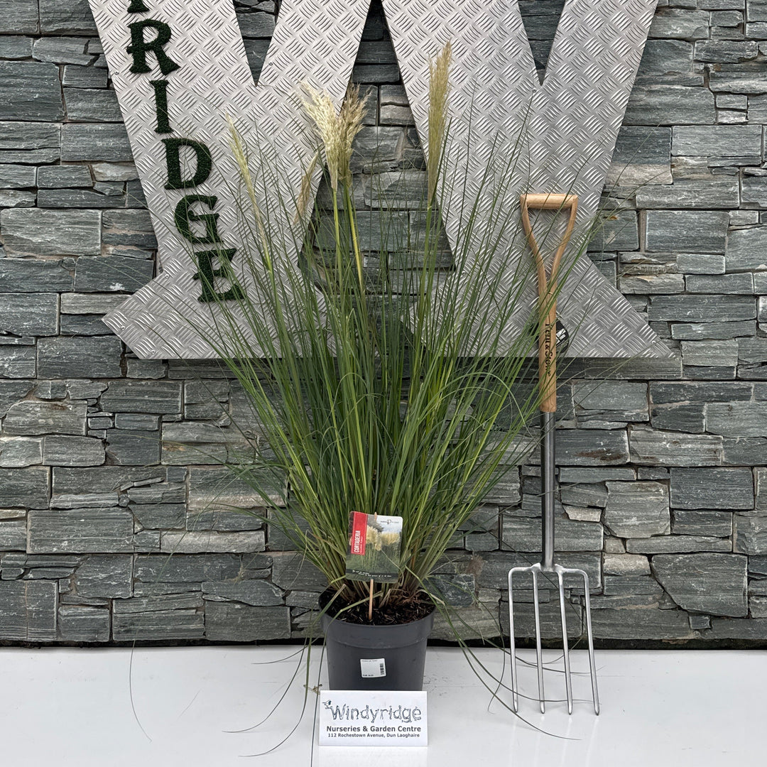 Cortaderia sell. 'Pumila' 90/+ cm P26