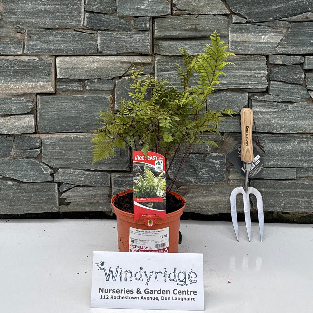 Athyrium otophorum Okanum