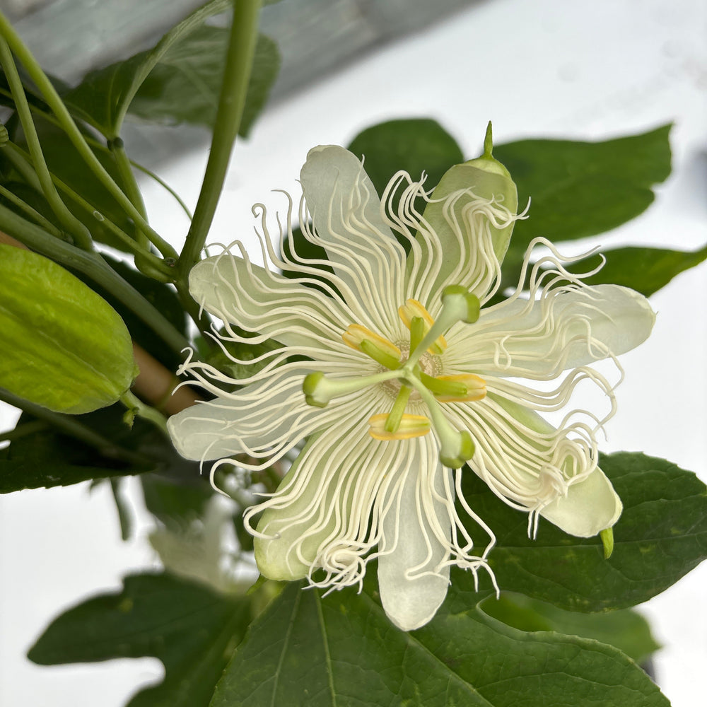 Passiflora Snow Star - Climbers - Windyridge Garden Centre