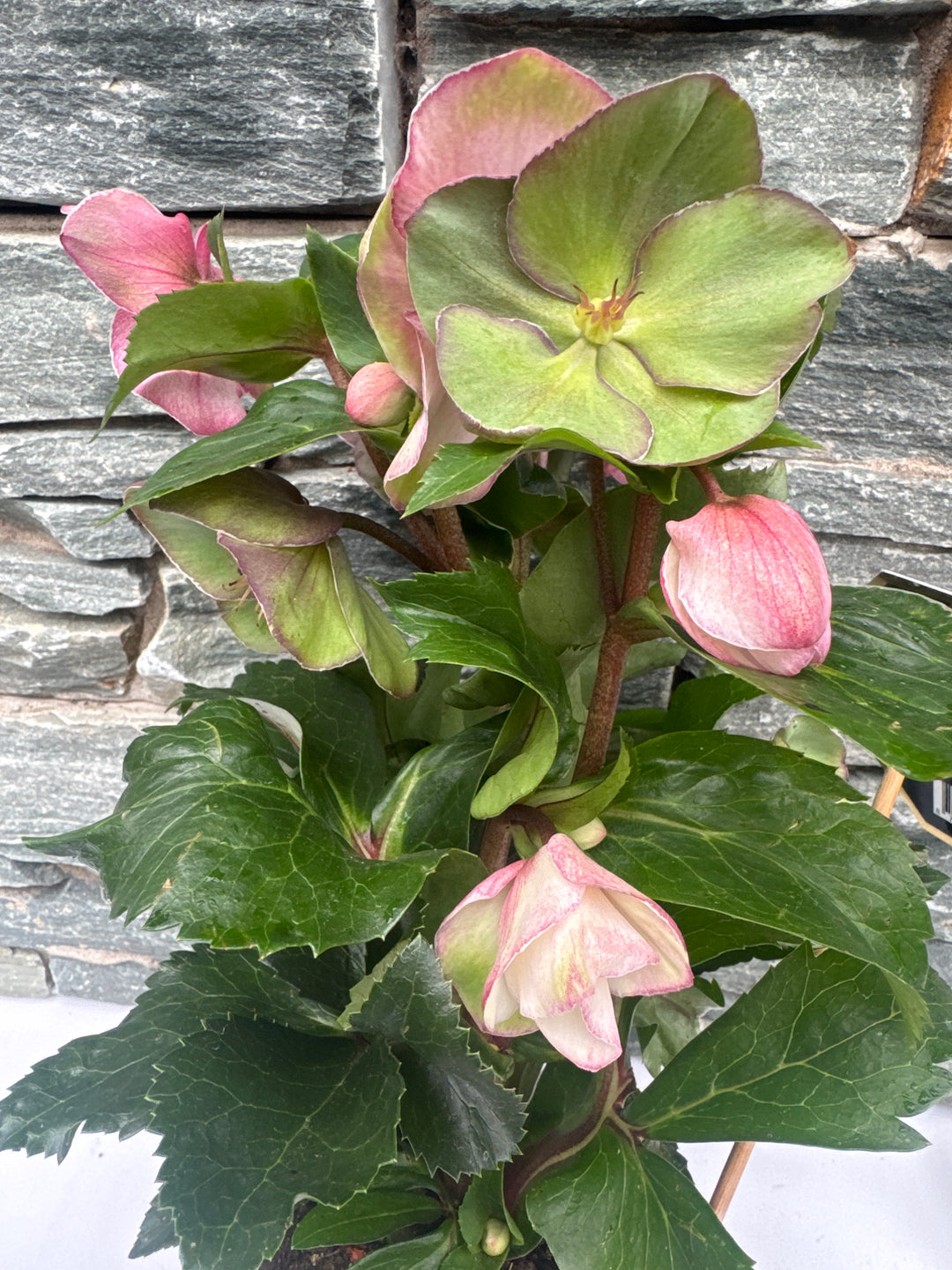Helleborus HGC Ice NRoses early rose  P15