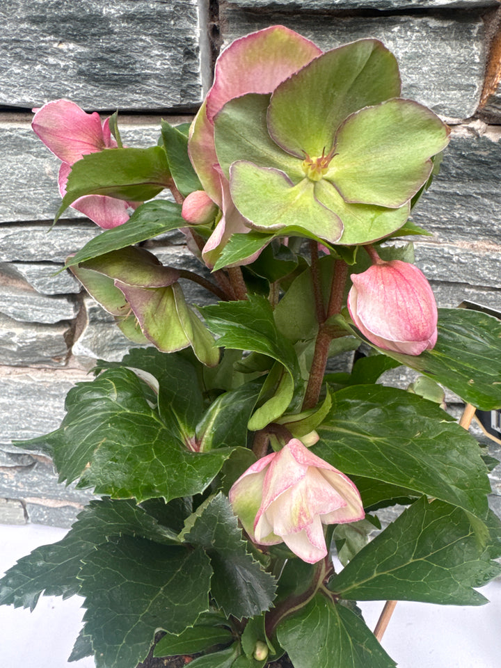 Helleborus HGC Ice NRoses early rose  P15