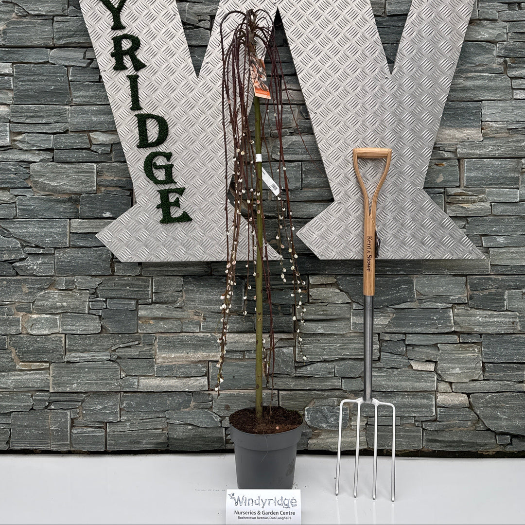 Salix Capr. Kilmarnock - Trees - Windyridge Garden Centre