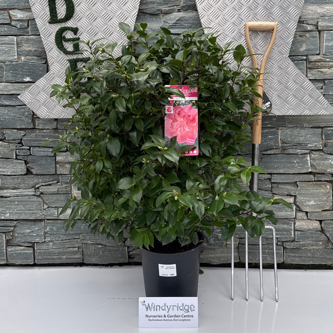Camellia jap. Marie Bracey C10