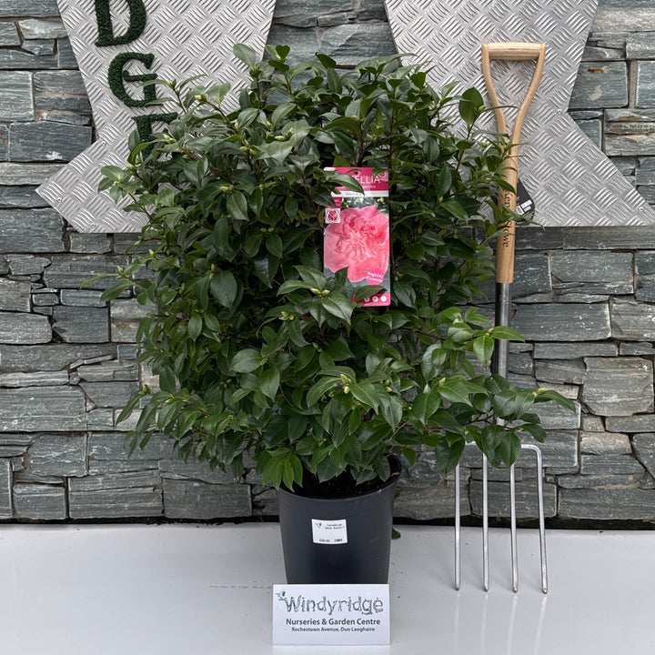 Camellia jap. Marie Bracey C10