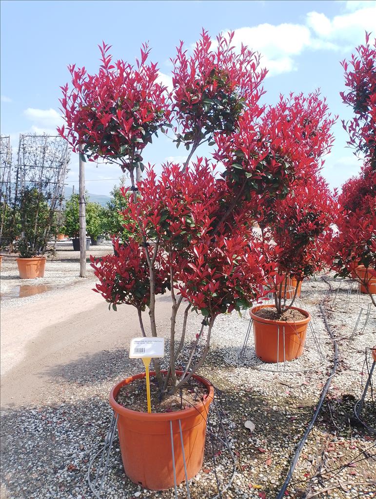 Photinia Serr. Red Robin Compatta Clt 70 H 160 - 180 Cm     Pon Pon - Standard Trees And Topiary - Windyridge Garden Centre