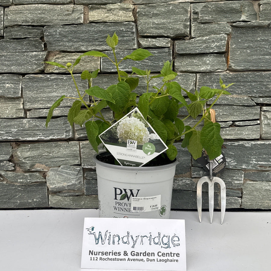 Hydrangea ar. Strong Annabelle P23 - Shrubs - Windyridge Garden Centre