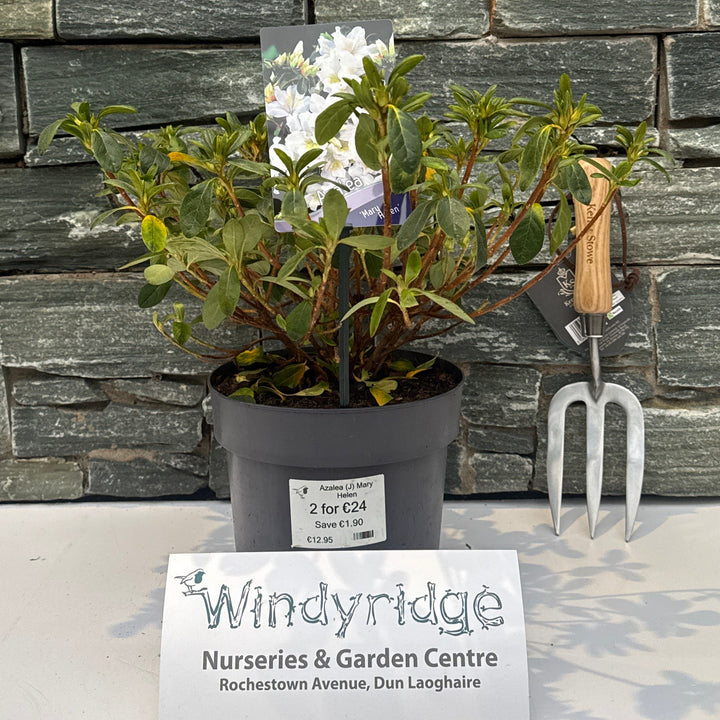 Azalea (J) Mary Helen - Shrubs - Windyridge Garden Centre