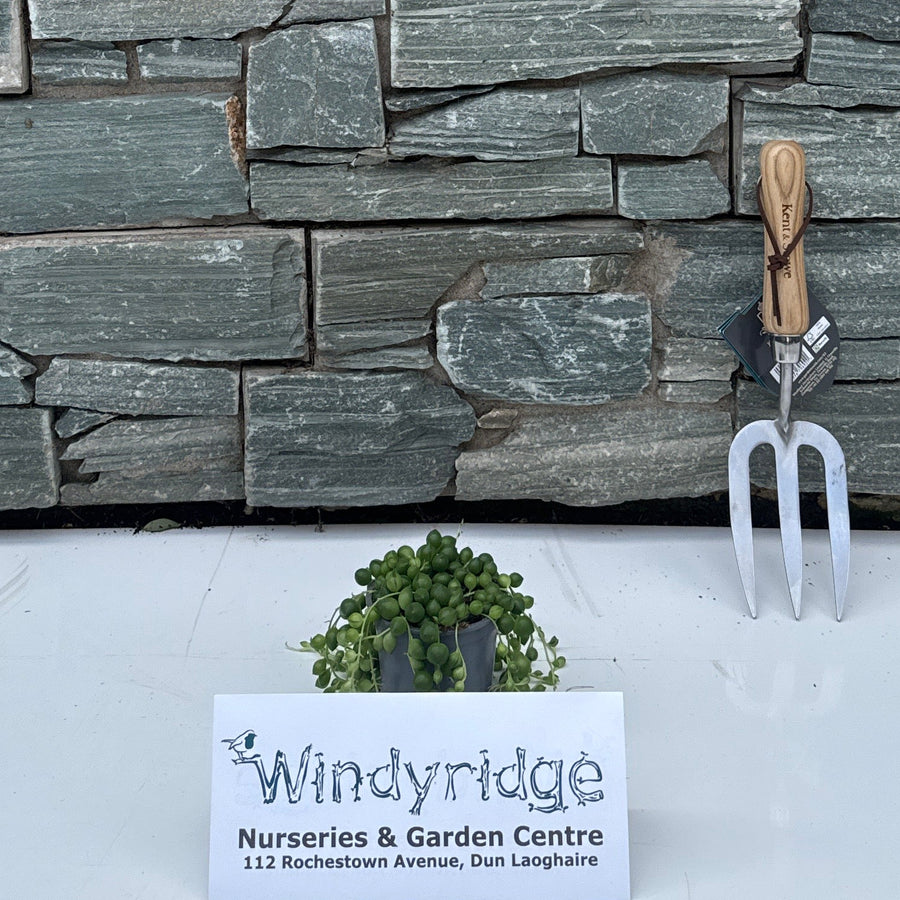 Senecio rowleyanus Midi 9cm - Indoor plants - Windyridge Garden Centre